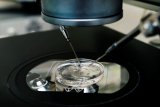 Second Australian IVF mix-up shakes clinic and industry