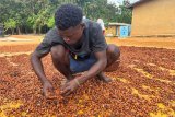 Ivory Coast has sold 850,000 tons of cocoa export contracts, say sources