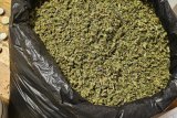 Major dagga bust, arrest highlights zero tolerance for SA’s dealers