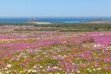 5 things to do along SA’s West Coast during wildflower season