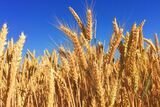 ‘Breaking point’: SA’s wheat industry warns that a collapse is imminent