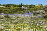 West Coast National Park opens its gates for wildflower season