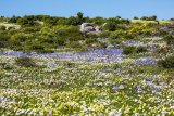 Wildflower season officially kicks off at West Coast National Park