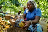 Ghana's cocoa regulator warns of production drop amid heavy rains