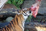 Have animals you’re not using? This zoo needs to feed its predators