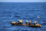 With a primitive canoe, scientists replicate prehistoric seafaring