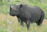 SA relocates 10 endangered black rhinos to Mozambique — but will they be safe from poaching?