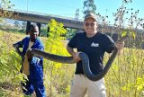 Mystery of huge python found in Durban