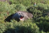 Elephant Seal returns to the ocean along Garden Route – WATCH