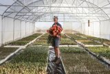 South Africa’s iconic King Protea heads north as climate warms