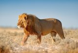 RIP | Well-known businessmen mauled to death by a lion in Namibia