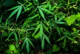 News24 | Man granted bail in R3.3m dagga case