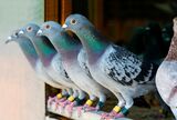 FOWL play: Racing pigeons stolen in targeted break-ins
