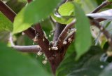 Black pod disease hits Ivory Coast cocoa-growing regions