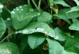 UK Gardeners Urged To Do 1 Task During This Week's Rainfall