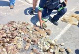 K9 Unit confiscates 562 abalone in Muizenberg