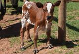 Rare dwarf Nguni calf born at Western Cape wine estate