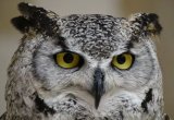 Homeless man arrested for brutal killing of OWL on Sea Point Promenade