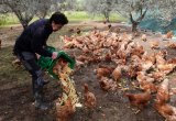 IN PICS | Retired hens revitalise Cyprus olive groves