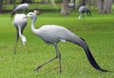 Blue crane rehabilitation centre established in Overberg