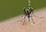 US considers travel notice for China as chikungunya cases rise: Bloomberg