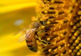 Joint effort sees honeybee population rise from the ashes of 2017 Knysna fires