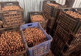 South African macadamia farmers eye Asian markets after US tariff jolt