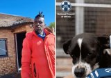 SPCA to investigate Tshwane man who threatened to beat dog