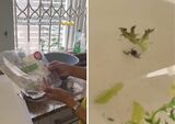 Woolworths shopper finds FROG in salad [video]