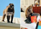 Grinch? Cape Peninsula baboon hijacks Christmas [video]