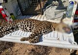 Tragic: Leopard electrocuted in Worcester freak accident