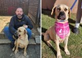 Bobby gets adopted – SPCA concerned over online animal cruelty