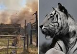 RIP: Rescued tiger tragically dies after WC wildfires