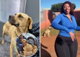Happy ending! SPCA rescues starving dog seen in TikTok