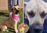 Surviving to thriving: SPCA shares heartwarming update on Bobby