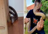 Snake season: Western Cape residents issued dire warning