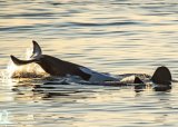 Dead orca washes up in Yzerfontein: Is is Port or Starboard?