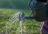 UK Gardeners Urged To Pee In Watering Cans For 2 Surprising Benefits