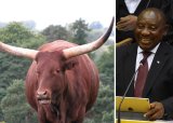Ramaphosa’s son shows off pricey ankole herd