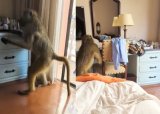 Wild baboon storms hotel room, leaves woman screaming in viral TikTok
