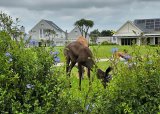 Siya the rare black springbok NOT so black anymore – PICTURES