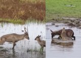 Animal sighting: Heartless buck throws baby back into crocodile’s jaws