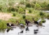 Animal sighting: Heron and eagle fight over fishing spot
