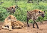 Animal sighting: Hyenas show unexpected mercy to blind lioness [video]