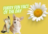 Furry Fun Fact of the Day: Heartworm disease can affect both dogs and cats!