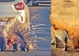 Animal sighting: Leopard battles two porcupines, tears off one’s face
