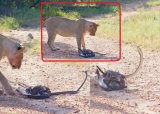 Animal sighting: Epic battle between lions, black mamba and eagle [video]