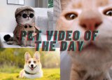 WATCH: Viral Pet Video – 16 February 2025