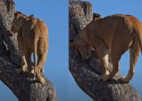 Animal sighting: Lion digs into tree to reach hiding leopard cub [Video]