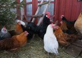 Authorities confirm fresh bird flu outbreak in this province
